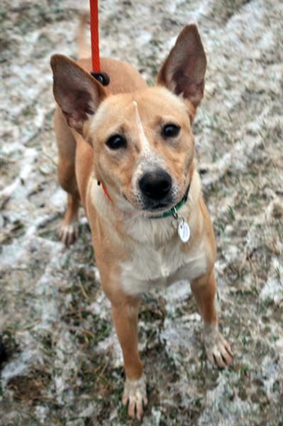 Homeless Animals Rescue Team (HART) - Alice.jpg